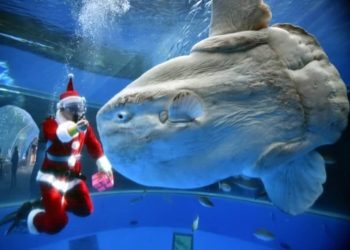 Hệ sinh thái và môi trường sống của Cá Mặt Trăng