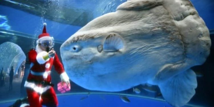 Hệ sinh thái và môi trường sống của Cá Mặt Trăng