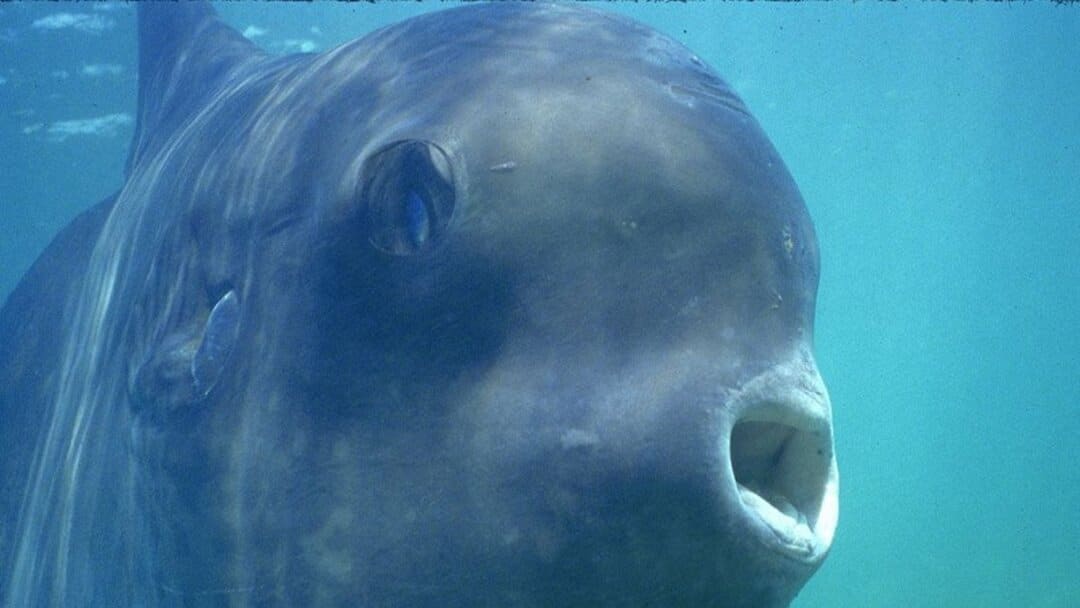 Khám phá Nguy cơ Tuyệt Chủng Của Cá Mặt Trăng Ocean Sunfish