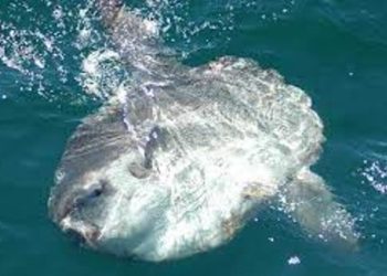 Đánh giá Hiện trạng Tuyệt Chủng của Cá Mặt Trăng Ocean Sunfish