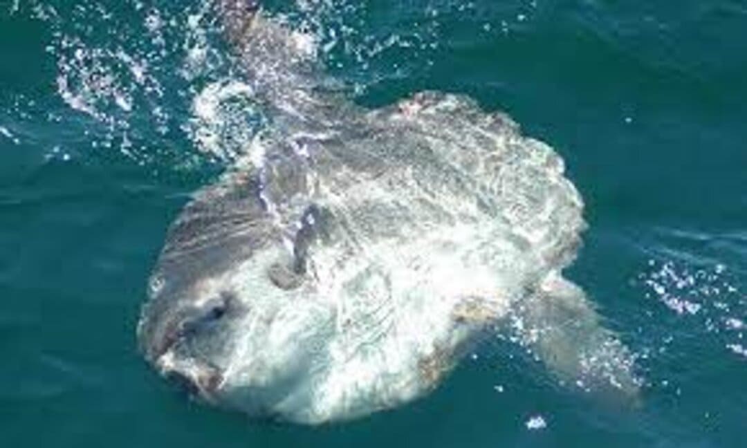 Đánh giá Hiện trạng Tuyệt Chủng của Cá Mặt Trăng Ocean Sunfish