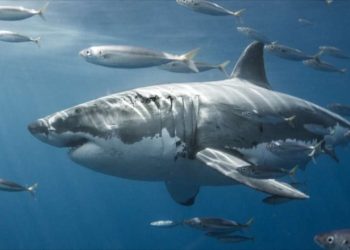 Giới Thiệu Về Cá Mập Trắng: Những Điều Bạn Cần Biết