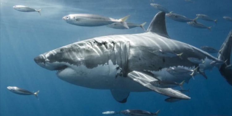 Giới Thiệu Về Cá Mập Trắng: Những Điều Bạn Cần Biết