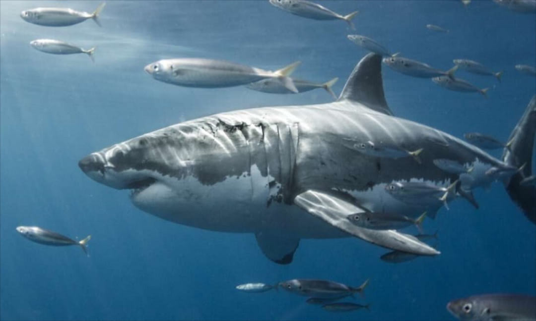 Giới Thiệu Về Cá Mập Trắng: Những Điều Bạn Cần Biết