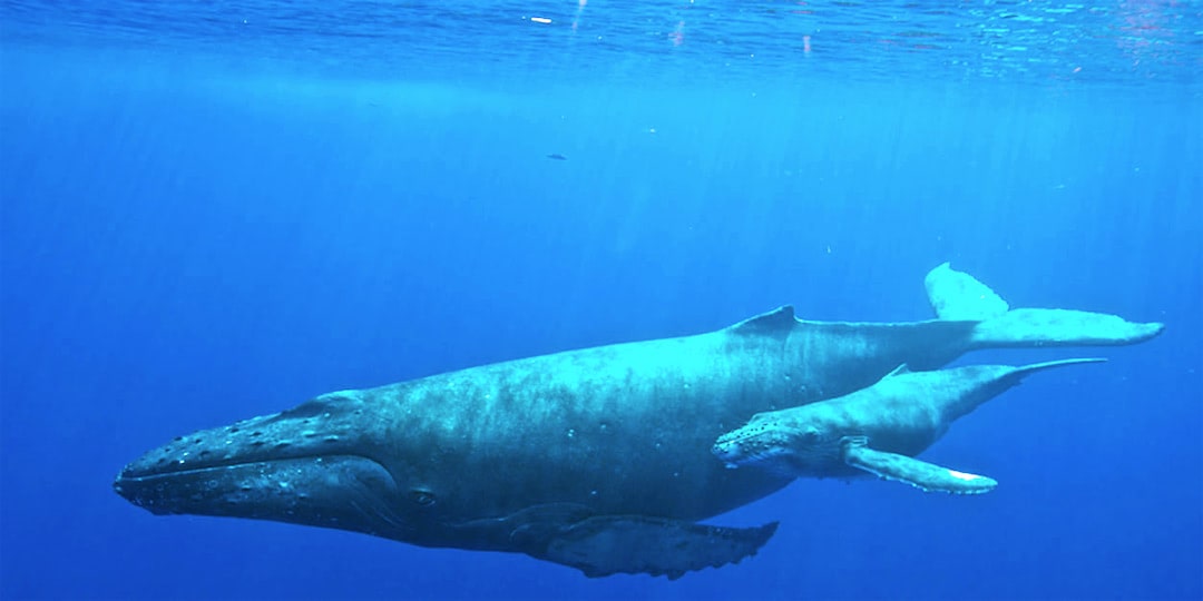 Những ảnh hưởng của con người đến sự tồn tại của cá voi lưng gù