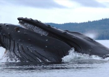 Các loài cá voi lưng gù phổ biến nhất trên thế giới