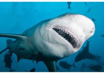 Những hành vi của các loài cá mập nguy hiểm nhất