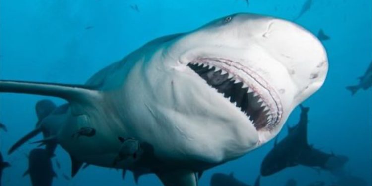 Những hành vi của các loài cá mập nguy hiểm nhất