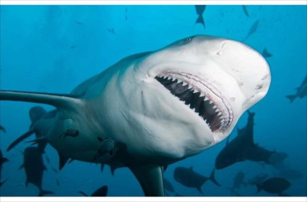 Những hành vi của các loài cá mập nguy hiểm nhất