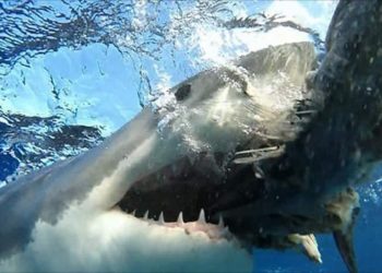 Nguyên Nhân và Hậu Quả của Tai Nạn Cá mập Trắng