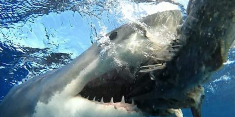 Nguyên Nhân và Hậu Quả của Tai Nạn Cá mập Trắng