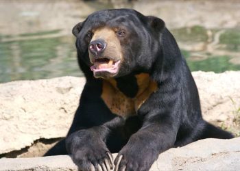 Tổng quan về Quá trình Sinh Sản của Gấu Chó