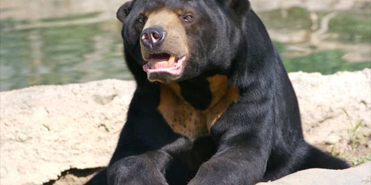 Tổng quan về Quá trình Sinh Sản của Gấu Chó