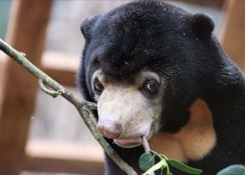 Các loại thức ăn khoái khẩu phù hợp cho Gấu Chó