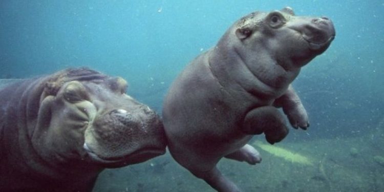 Vì sao hà mã thích sống dưới nước?