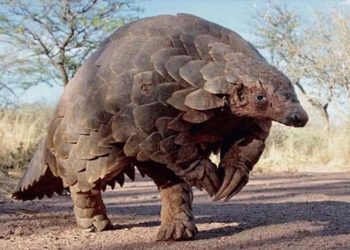 Giới thiệu về Pangolins: Các loài, đặc điểm nhận dạng và cách sống