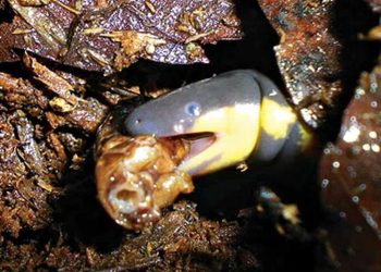 Tổng quan về loài ếch giun Ichthyophis glutinosus