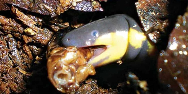 Tổng quan về loài ếch giun Ichthyophis glutinosus