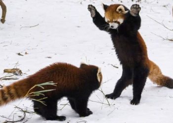 Mức độ hiếm của Gấu Trúc Đỏ