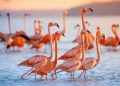 Những điểm đến có chim hồng hạc Flamingos sinh sống trên thế giới