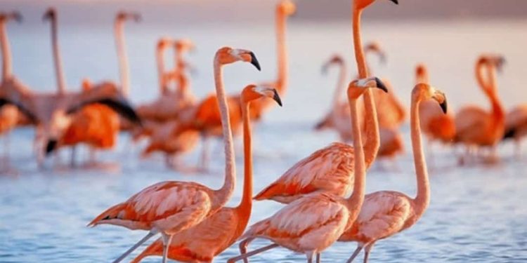 Những điểm đến có chim hồng hạc Flamingos sinh sống trên thế giới