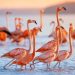 Những điểm đến có chim hồng hạc Flamingos sinh sống trên thế giới