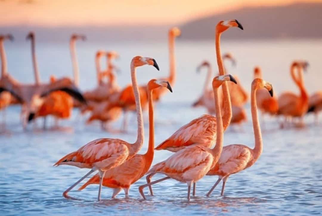 Những điểm đến có chim hồng hạc Flamingos sinh sống trên thế giới