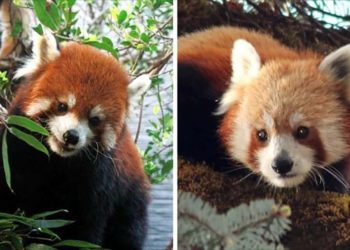 Nguồn gốc của Gấu Trúc Đỏ