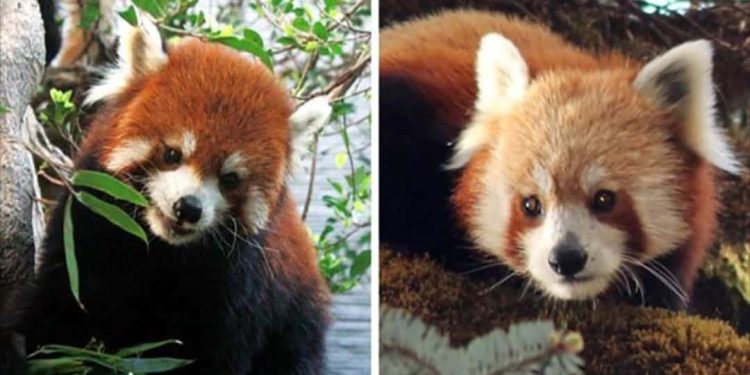 Nguồn gốc của Gấu Trúc Đỏ