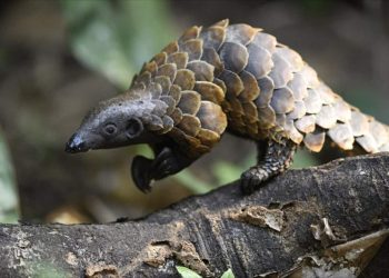 Khám phá Mối đe doạ của Loài Tê Tê Pangolins: Những Thách thức và Các Phương pháp Để Bảo vệ Chúng