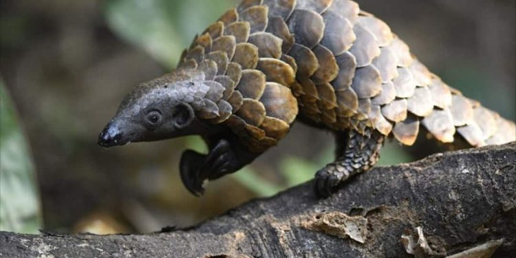 Khám phá Mối đe doạ của Loài Tê Tê Pangolins: Những Thách thức và Các Phương pháp Để Bảo vệ Chúng