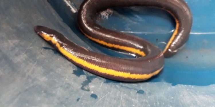 Giới thiệu về Ếch Giun Ichthyophis Glutinosus