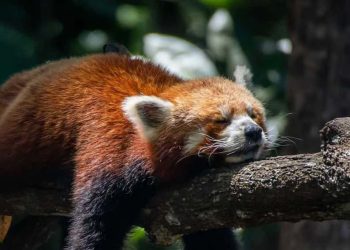 Khám phá nguyên nhân gấu trúc đỏ là loài gấu tuyệt chủng