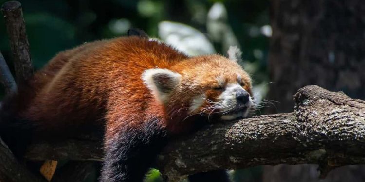 Khám phá nguyên nhân gấu trúc đỏ là loài gấu tuyệt chủng