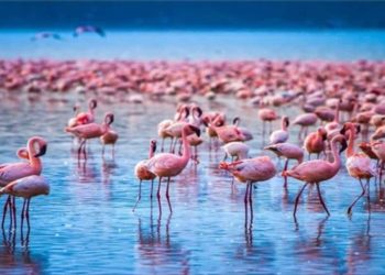Đặc điểm ngoại hình của Chim Hồng Hạc Flamingos