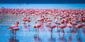 Đặc điểm ngoại hình của Chim Hồng Hạc Flamingos