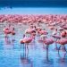 Đặc điểm ngoại hình của Chim Hồng Hạc Flamingos