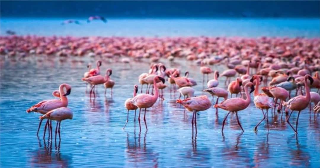 Đặc điểm ngoại hình của Chim Hồng Hạc Flamingos