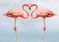 Những nguy cơ đe dọa sự tồn tại của loài chim Hồng Hạc Flamingos