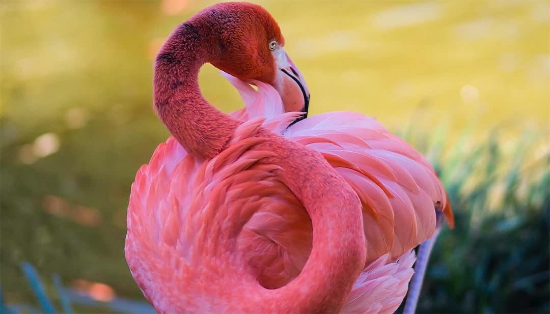 Giới thiệu về loài chim Hồng Hạc Flamingos