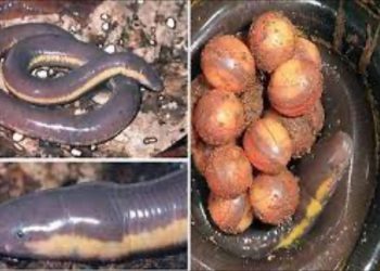 Những nguy cơ môi trường cho ếch giun Ichthyophis glutinosus