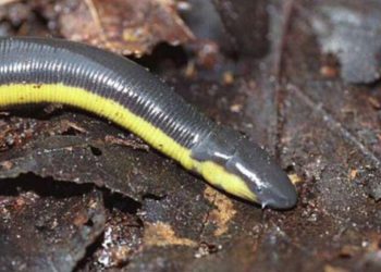 Ảnh hưởng của ếch giun Ichthyophis glutinosus đến môi trường sinh thái