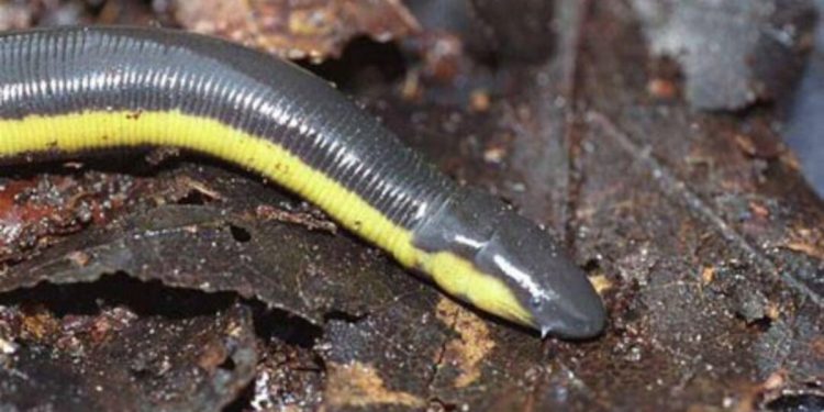 Ảnh hưởng của ếch giun Ichthyophis glutinosus đến môi trường sinh thái